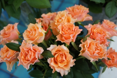 DSC02290.JPG
