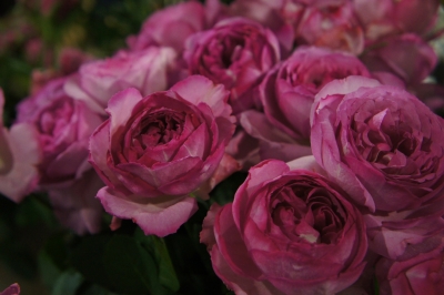 DSC02392.JPG