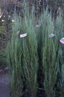 2013-09-21 17.49.21.jpg