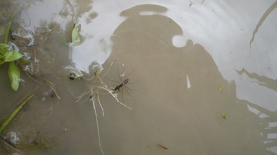 アメンボウ