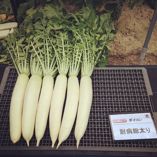 耐病総太り
