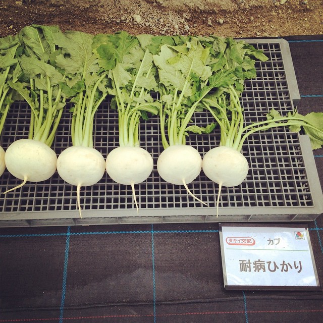耐病ひかり