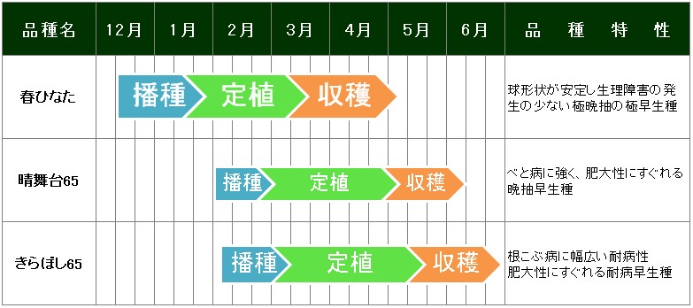 春まきハクサイ作型