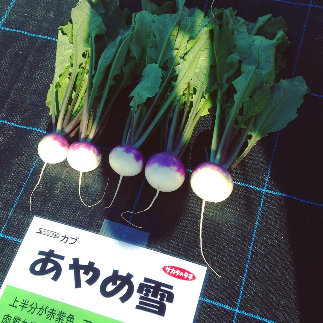 あやめ雪