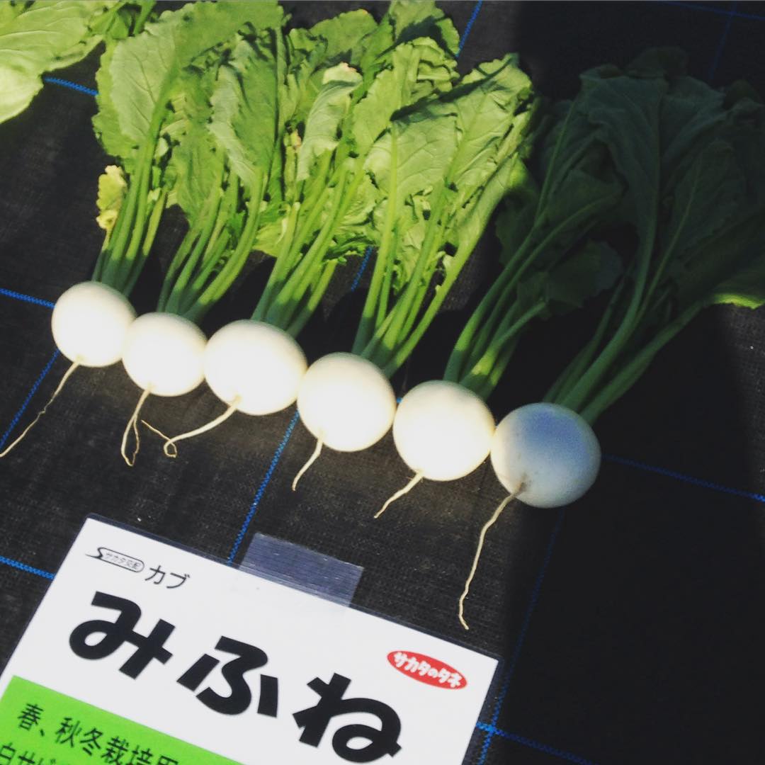 みふね