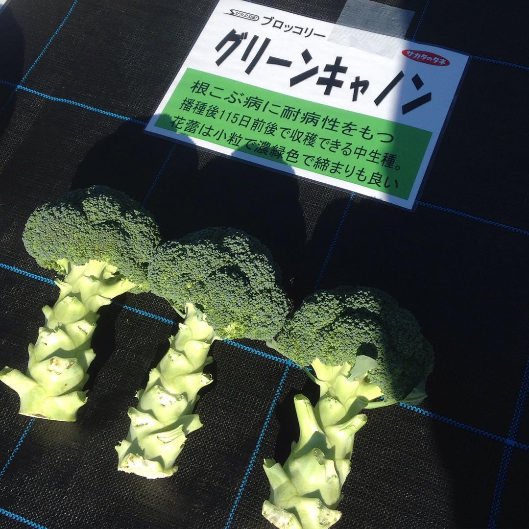 グリーンキャノン