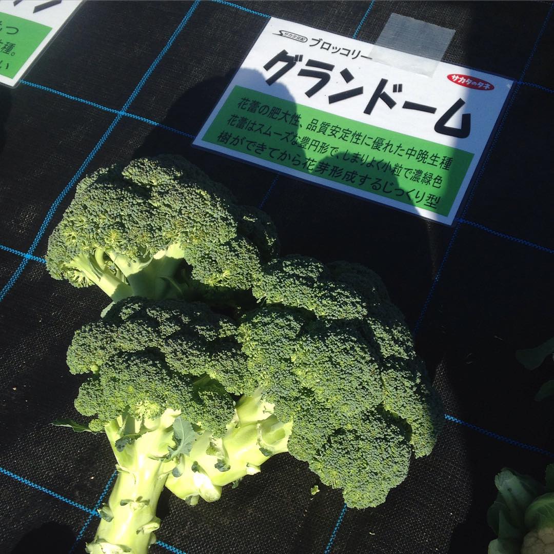 グランドーム
