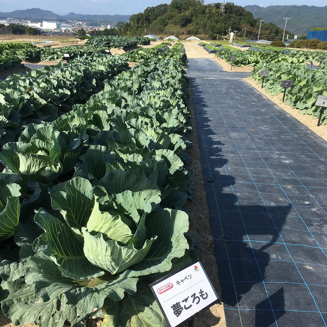 夢ごろも