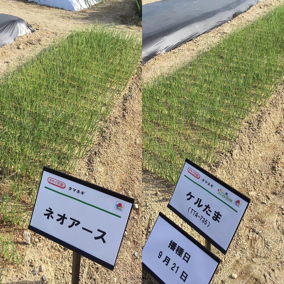 ケルたまネオアース比較