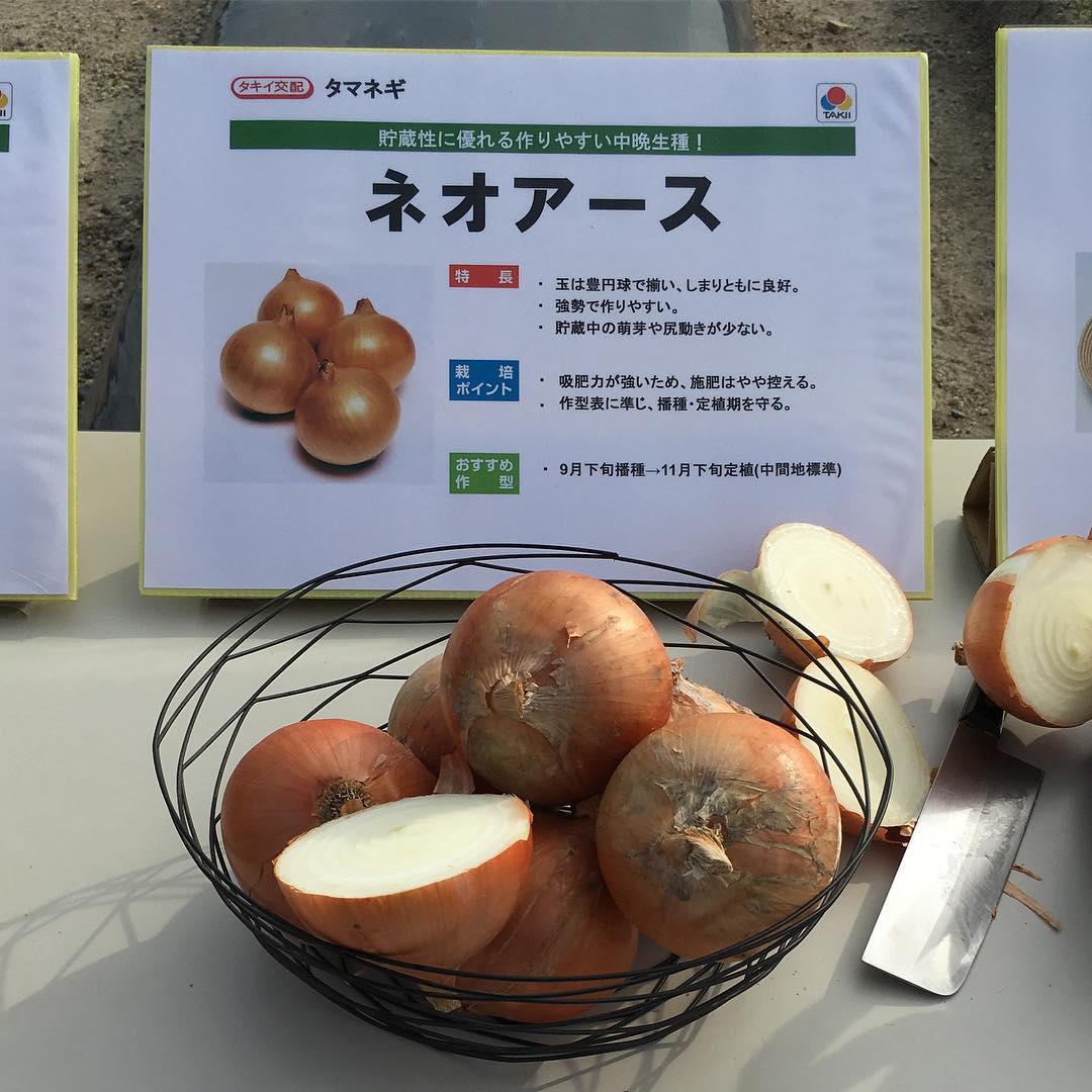 ネオアース