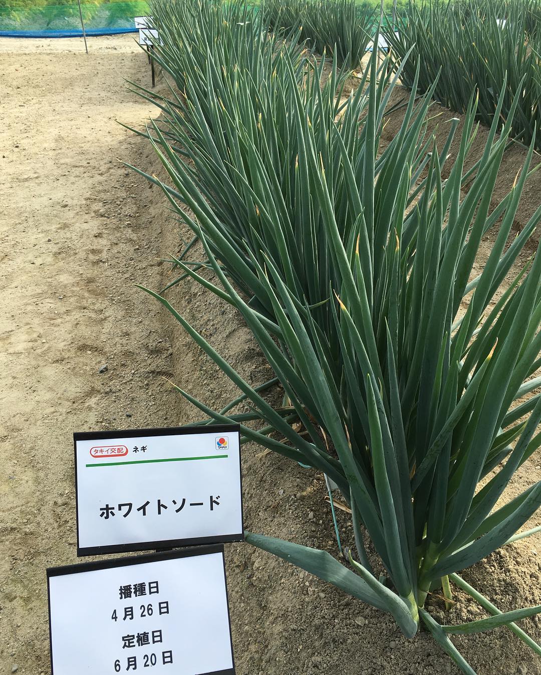 ホワイトソード