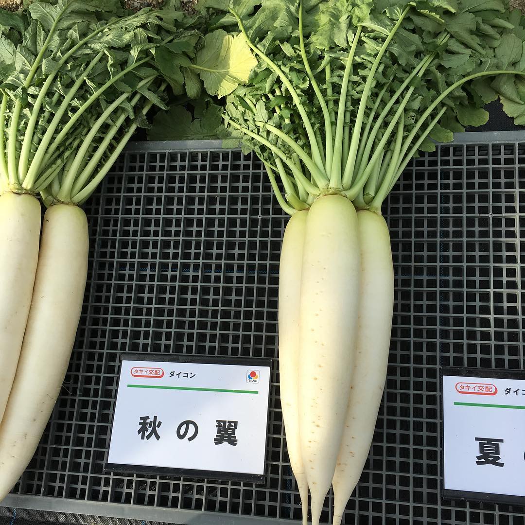 秋の翼