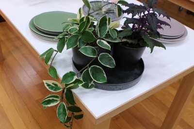 ホヤ 観葉植物