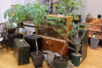 観葉植物 ヴィンテージ家具 トランク