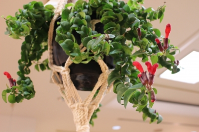 観葉植物 エスキナンデス・ツイスター