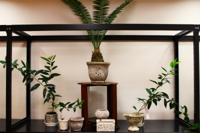 観葉植物 植木鉢 オリーブ ディオオン