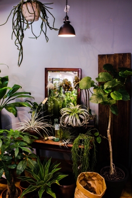 観葉植物