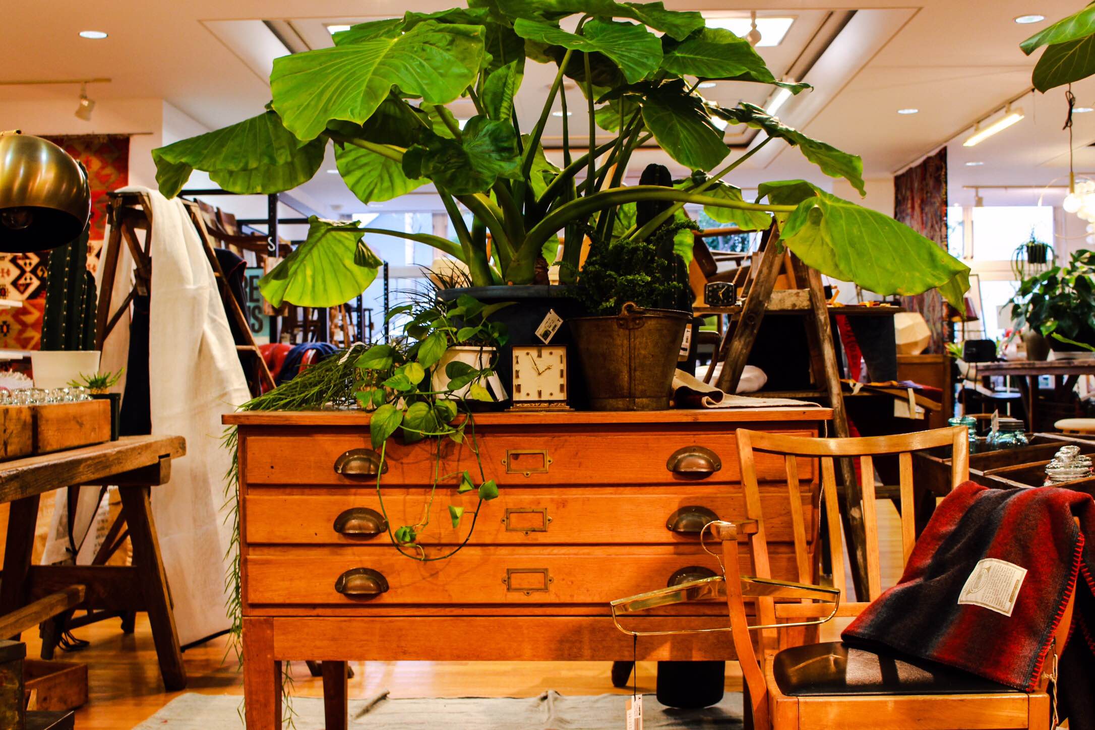ヴィンテージ家具 観葉植物 クワズイモ