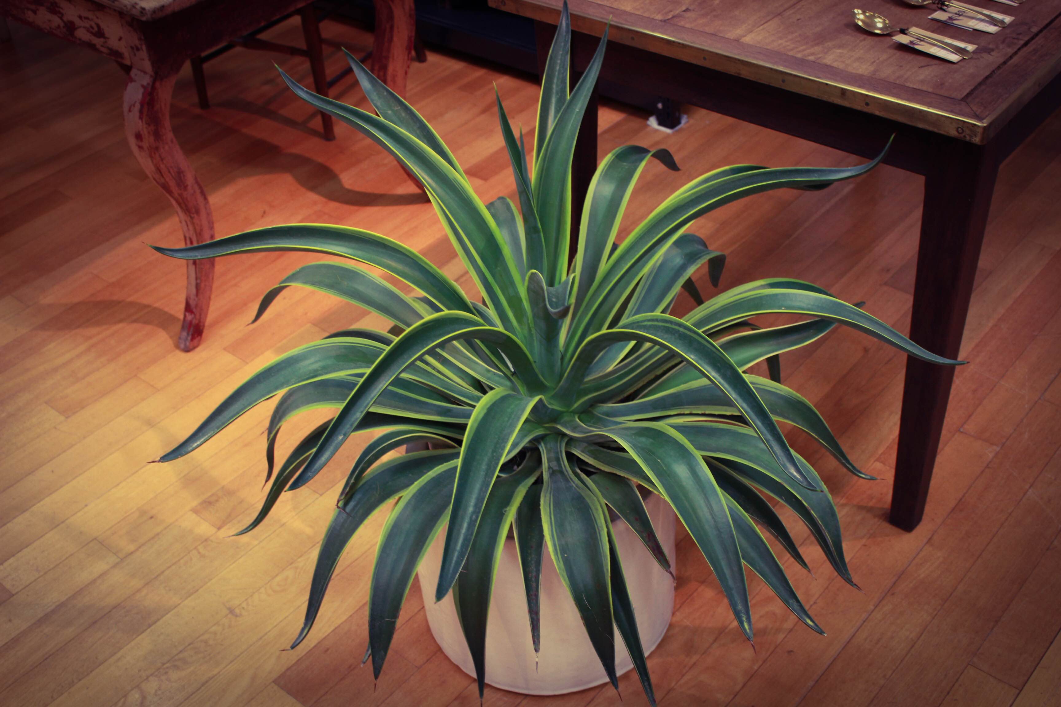 観葉植物 アガベ