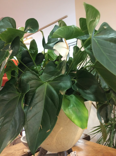 観葉植物 アンスリウム