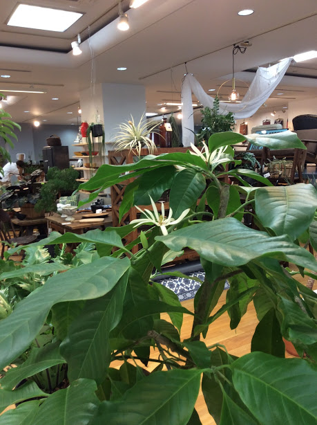 観葉植物 ミケリア