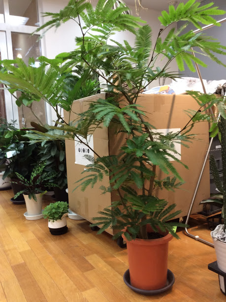 観葉植物 エバーフレッシュ