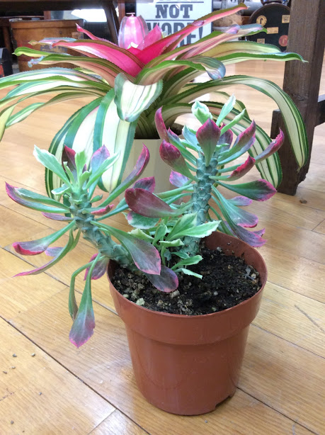 観葉植物 ネオレゲリア・トリカラー モナデニウム斑入り