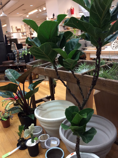 観葉植物 ゴム バンビーノ