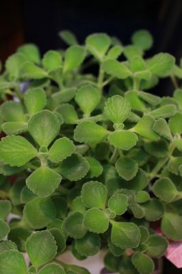 観葉植物 アロマティカス