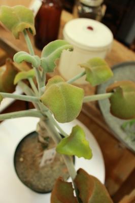 観葉植物 成長 仙女の舞 カランコエ ベハレンシス