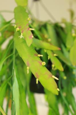 観葉植物 花 咲く リプサリス ラムローサ