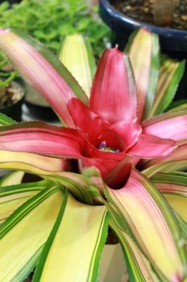 観葉植物 花 咲く ネオレゲリア トリカラー
