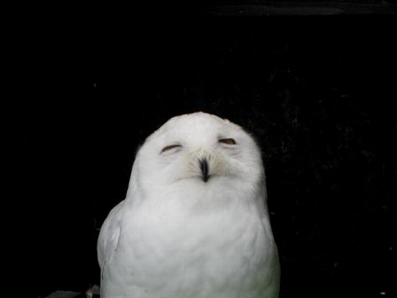 キューちゃん眠る3.jpg