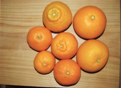 お土産