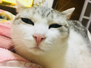 18年10月27日の記事 猫の事務所 ねこちゃるブログ