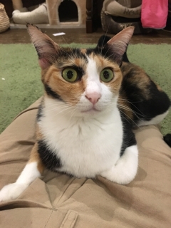 18年10月の記事 猫の事務所 ねこちゃるブログ