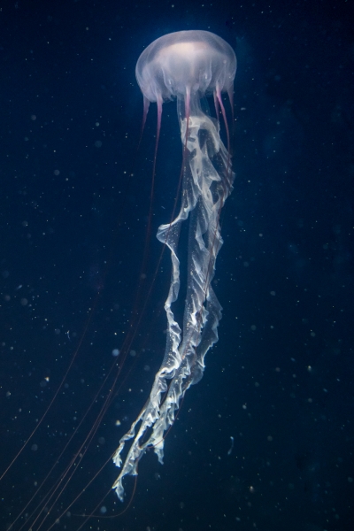 jellyfish