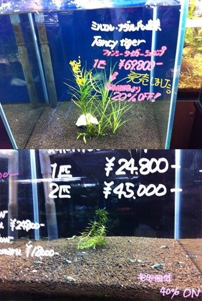 熱帯魚 エビ 趣味