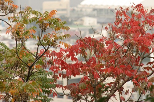 近所の紅葉
