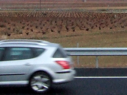 世界遺産トレド(世界自然遺産)Toledoトレドからラマンチャ地方・コンスエグラへ高速道路沿いに広がる葡萄畑ブドウ畑