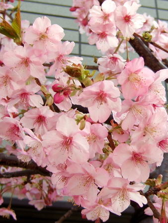 河津さくら河津サクラ例年通りなのか早いのか遅れていたのか?開花予想は当たったのか?咲き具合は満開。ソメイヨシノより一足早く見頃を迎えた河津桜(寒緋桜と早咲き大島桜の自然交配種のさくら)河津桜祭りが行われている静岡県賀茂郡河津町に原木あり