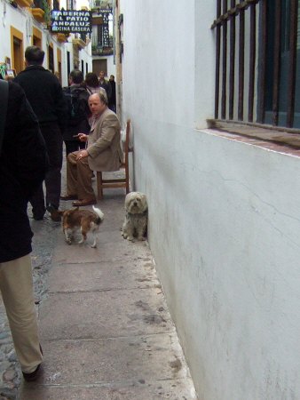 España(エスパーニャ)SPAIN 世界遺産コルドバcordobaコルドバユダヤ人街と花の小径花の小道花の小路La Juderiay Calleja de las Flores
