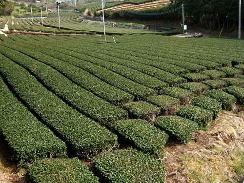 お茶畑今年の八十八夜は普通に5月2日茶摘みはまだ先茶畑写真画像
