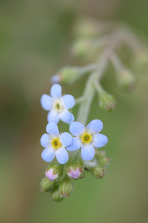 雑草?キュウリグサ。春わすれな草忘れな草ワスレナグサ勿忘草に似ている双子葉植物合弁花ムラサキ科薄い青色ブルー花は5枚中心に丸く黄色い使用感想