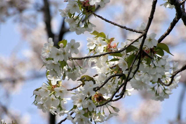 桜の木にメジロサクラの花の蜜を吸うメジロシグマレンズで野鳥写真桜花画像使用感想
