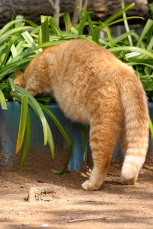 ニャンコ写真ノラネコ写真のら猫野良猫フォト