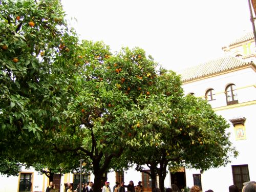 España(エスパーニャ)SPAINフラメンコの本場セビリヤへSEVILLAセビリアセビージャセビーリャサンタ・クルス街Barrio de Santa Cruz旧市街ユダヤ人街パティオ風な広場オレンジの木
