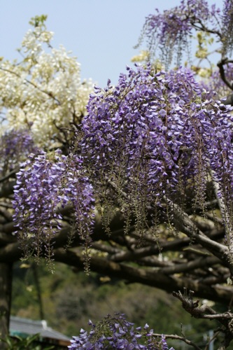 藤 (ふじ)フジ棚紫色の花藤の花写真画像花の図鑑