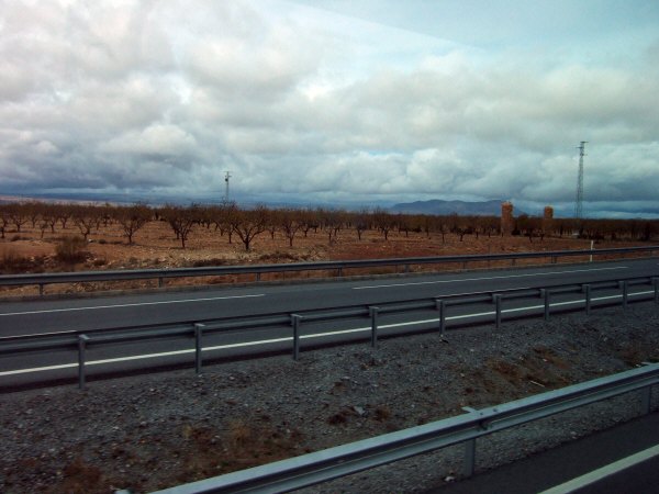 エスパーニャSPAINアンダルシア地方高速道路A92号線沿いに見えた風景景色オリーブ畑オリーブの木