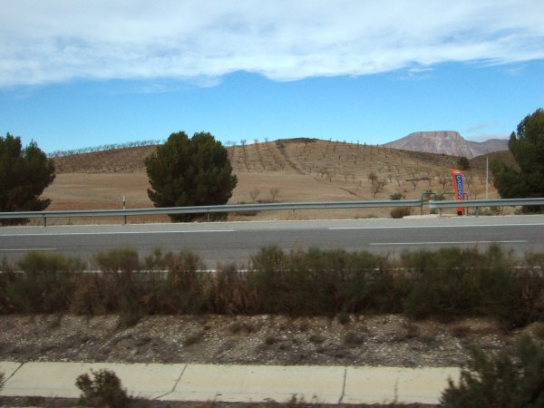 エスパーニャSPAINアンダルシア地方高速道路A92号線沿いに見えた風景景色葡萄畑ぶどう畑葡萄の木ぶどうの木